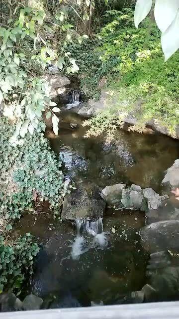 蓝色怪物救援